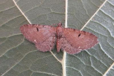 <i>Eupithecia assimilata</i>