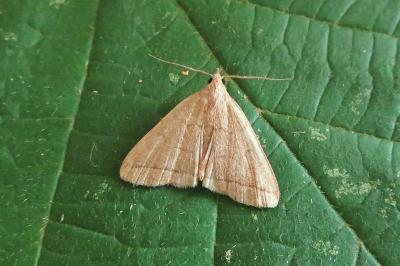 <i>Herminia tarsipennalis</i>