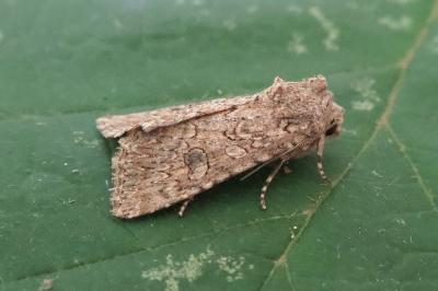 <i>Anarta trifolii</i>