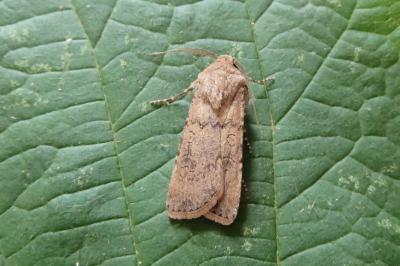 <i>Agrotis segetum</i>