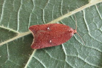 <i>Acleris rhombana</i>