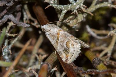 <i>Eublemma candidana</i>