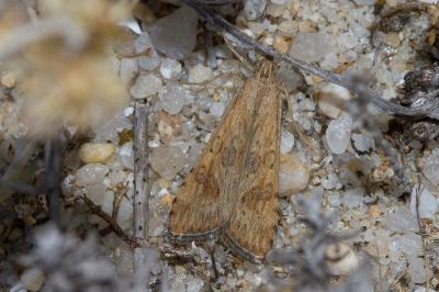 <i>Nomophila noctuella</i>