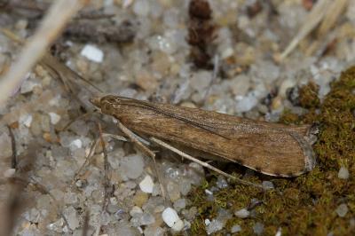 <i>Nomophila noctuella</i>