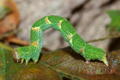 <i>Cyclophora punctaria</i>