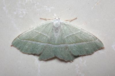 <i>Campaea margaritaria</i>