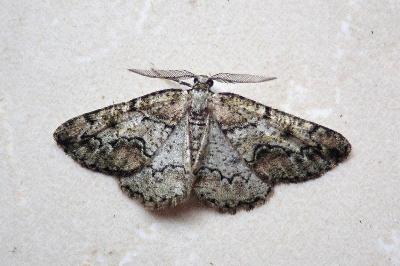 <i>Cleorodes lichenaria</i>