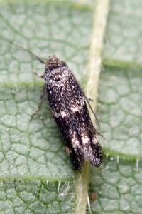 <i>Elachista</i>