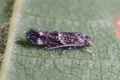 <i>Elachista</i>