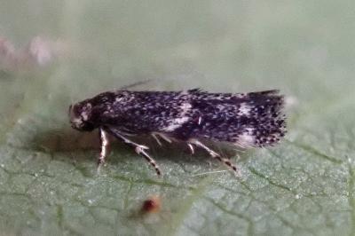 <i>Elachista</i>