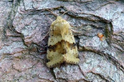 <i>Heliothis viriplaca</i>
