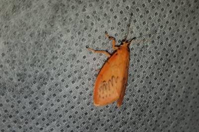 <i>Miltochrista miniata</i>