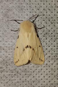 <i>Spilarctia lutea</i>