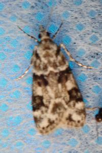 <i>Eudonia delunella</i>