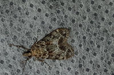 <i>Eudonia mercurella</i>