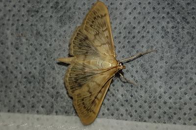 <i>Patania ruralis</i>