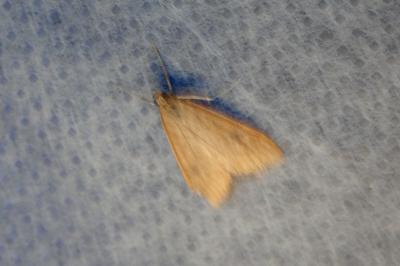 <i>Udea ferrugalis</i>