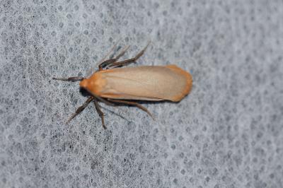 <i>Katha depressa</i>