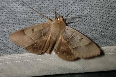 <i>Minucia lunaris</i>