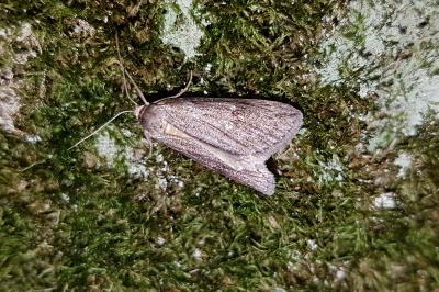 <i>Pachycnemia hippocastanaria</i>