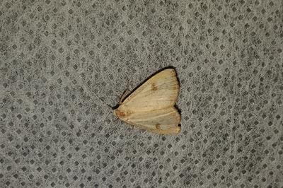 <i>Rivula sericealis</i>