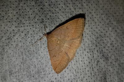 <i>Zanclognatha lunalis</i>