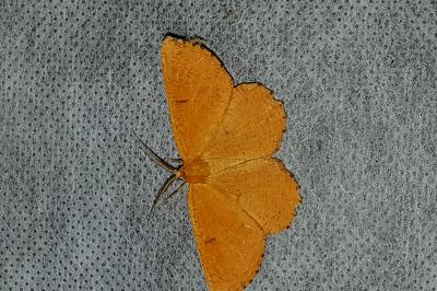 <i>Angerona prunaria</i>