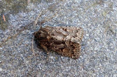 <i>Thalpophila matura</i>