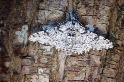 <i>Biston betularia</i>