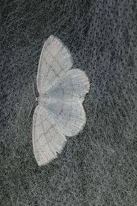 <i>Cabera pusaria</i>