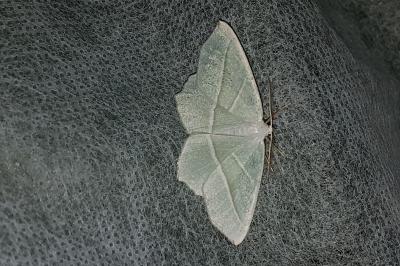 <i>Campaea margaritaria</i>