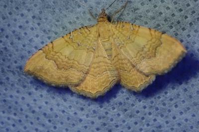 <i>Camptogramma bilineata</i>