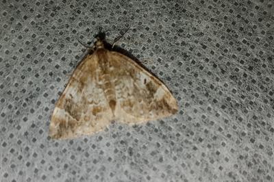 <i>Dysstroma truncata</i>