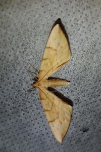 <i>Gandaritis pyraliata</i>