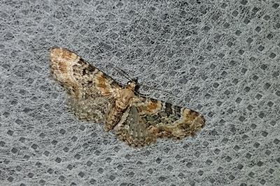 <i>Eupithecia pulchellata</i>