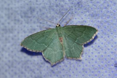 <i>Hemithea aestivaria</i>