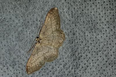 <i>Idaea aversata</i>