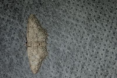 <i>Idaea seriata</i>