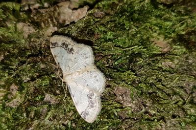 <i>Idaea trigeminata</i>