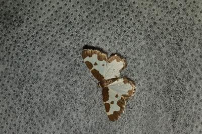 <i>Lomaspilis marginata</i>