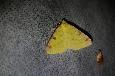 <i>Opisthograptis luteolata</i>