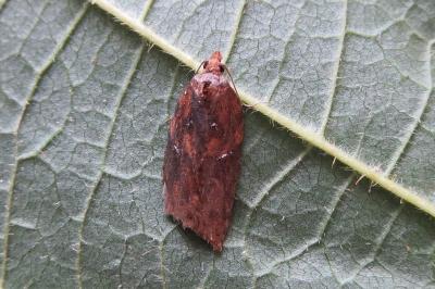 <i>Acleris hastiana</i>