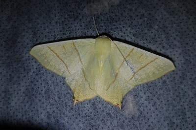<i>Ourapteryx sambucaria</i>