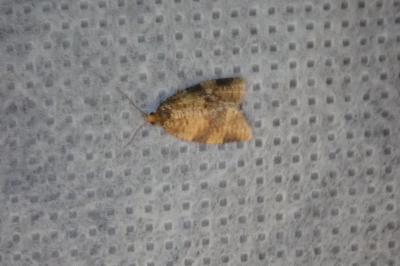 <i>Epagoge grotiana</i>