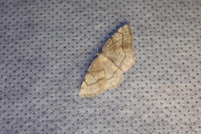 <i>Stegania trimaculata</i>