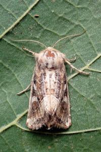 <i>Luperina dumerilii</i>