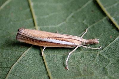 <i>Agriphila selasella</i>