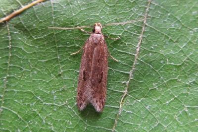 <i>Mirificarma mulinella</i>