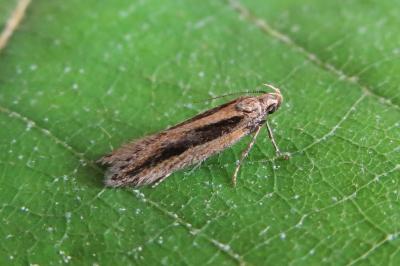 <i>Mirificarma mulinella</i>