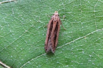 <i>Mirificarma mulinella</i>